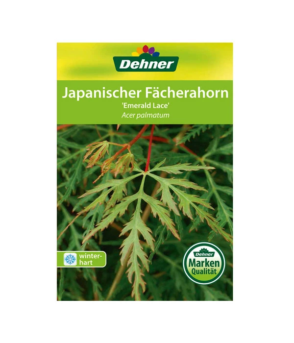 Japanischer Fächerahorn 'Emerald Lace' 5 Japanischer Fächerahorn 'Emerald Lace' – Bild 3