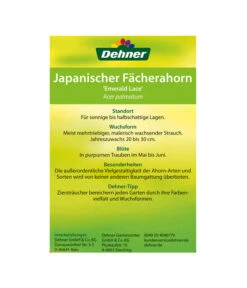 Japanischer Fächerahorn 'Emerald Lace' 9 Japanischer Fächerahorn 'Emerald Lace' -Geschäft Für Pflanzensamenbedarf 00000000 Acer palmatum Emerald Lace 2016 2