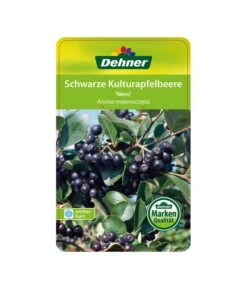 Apfelbeere, Aronia 'Nero' -Geschäft Für Pflanzensamenbedarf 00000000 Aronia melanocarpa Nero 2016 1
