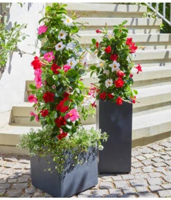 Dipladenien-Duo, Pyramide 7 Dipladenien-Duo, Pyramide -Geschäft Für Pflanzensamenbedarf 20180515 PR MO 004 DipladeniaBL05