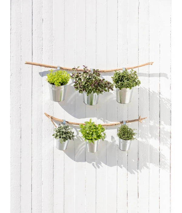 Dehner Gourmet Garten Salbei 4 Dehner Gourmet Garten Salbei – Bild 2