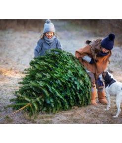 Nordmann-Tanne, Ca. 200-250 Cm, Gesägt -Geschäft Für Pflanzensamenbedarf 20191205 8995748 WE MO 001 Weihnachtsbaeume