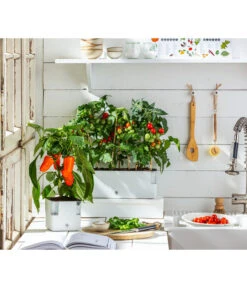 Pick-a-Pep® Paprika, Rot 7 Pick-a-Pep® Paprika, Rot -Geschäft Für Pflanzensamenbedarf 20200604 WE MO 001 IndoorTomatePaprika 2021 GC11