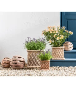 Bestseller -Geschäft Für Pflanzensamenbedarf 20200722 WE MO 001 LavandulaAngustifolia 2021 GC11