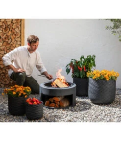 Goldmarie, Orange -Geschäft Für Pflanzensamenbedarf 20210610 8810020 8832966 WE MO 001 BidensOrangeT12 GC09 2022 02