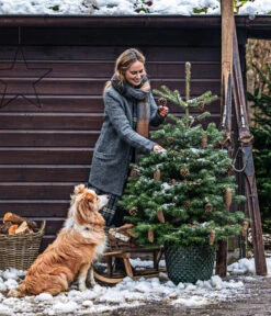 Nordmann-Tanne, Ca. 100-125 Cm, Im Topf Gewachsen 6 Nordmann-Tanne, Ca. 100-125 Cm, Im Topf Gewachsen -Geschäft Für Pflanzensamenbedarf 20211215 8995946 8995706 8995953 WE MO 001 TannenbaumTopf