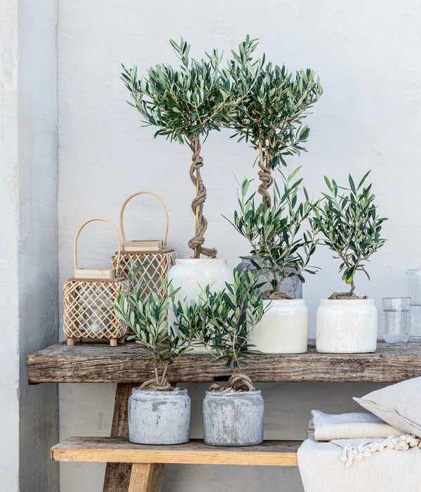 Olive, Stamm, In Keramik, Ca. Ø17/H90 Cm 4 Olive, Stamm, In Keramik, Ca. Ø17/H90 Cm – Bild 2