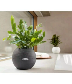 LECHUZA® PURO Color, All-in-One-Set, Rund, Ca. Ø20 Cm -Geschäft Für Pflanzensamenbedarf 2418622 WE MO 003 LechuzaPuroColor20weiss