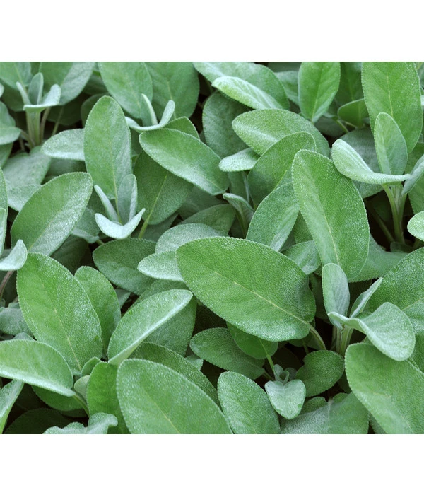 Dehner Gourmet Garten Salbei 7 Dehner Gourmet Garten Salbei – Bild 5