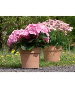 Spang Terrakotta-Pflanzgefäß Calima 15 Spang Terrakotta-Pflanzgefäß Calima -Geschäft Für Pflanzensamenbedarf 2919595 2919652 2919694 2919736 2919835 2919843 WE FS 001 TerrakottaTopfCalimaantik