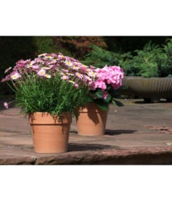 Spang Terrakotta-Pflanzgefäß Calima 17 Spang Terrakotta-Pflanzgefäß Calima -Geschäft Für Pflanzensamenbedarf 2919595 2919652 2919694 2919736 2919835 2919843 WE MO 001 TerrakottaTopfCalima