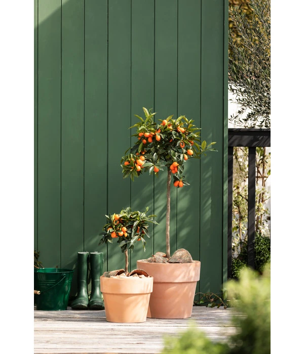 Spang Terrakotta-Pflanzgefäß Calima 7 Spang Terrakotta-Pflanzgefäß Calima – Bild 5