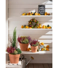 Spang Terrakotta-Pflanzgefäß Calima 20 Spang Terrakotta-Pflanzgefäß Calima -Geschäft Für Pflanzensamenbedarf 2919595 2919843 2919736 2919694 2919835 2919652 WE MO 012 TerrakottaPflanzgefaessCalima