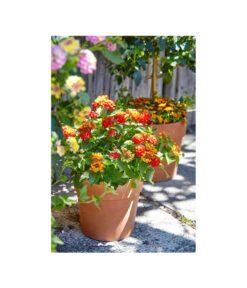 Spang Terrakotta-Pflanzgefäß Calima 18 Spang Terrakotta-Pflanzgefäß Calima -Geschäft Für Pflanzensamenbedarf 2919652 2919694 2919595 2919843 2919736 2919835 WE MO 006 CalimaTerra