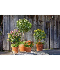 Spang Terrakotta-Pflanzgefäß Calima 19 Spang Terrakotta-Pflanzgefäß Calima -Geschäft Für Pflanzensamenbedarf 2919652 2919694 2919595 2919843 2919736 2919835 WE MO 008 CalimaTerra