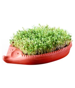 Römertopf Kresseigel Mit Kresse-Saatgut 6 Römertopf Kresseigel Mit Kresse-Saatgut -Geschäft Für Pflanzensamenbedarf 349993 BildM 001 RoemertopfKresseigelMitKresseSaatgutKresseIgel1SamenTerra