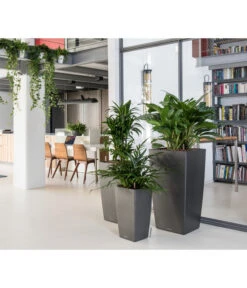 LECHUZA® CUBICO Premium, All-in-One-Set -Geschäft Für Pflanzensamenbedarf 3683828 3683893 5495460 WE MO 005 CubicoPremiumAnthrazit