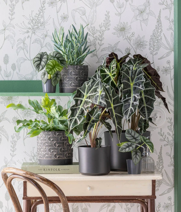 Pfeilblatt - Alocasia Amazonica 'Polly' 6 Pfeilblatt - Alocasia Amazonica 'Polly' – Bild 4