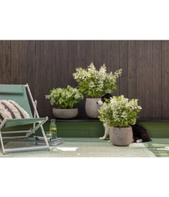 Dehner Leichtbeton-Topf Balloon Stone, Grau -Geschäft Für Pflanzensamenbedarf 4058046 4058087 4057972 WE MO 006 DehnerLeichtbetonTopfBalloon 1