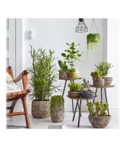 Dehner Keramik-Übertopf Stef, Bauchig, Braun, Ca. Ø25 Cm -Geschäft Für Pflanzensamenbedarf 4083309 PR MO 002 TrenthemaIStefSukkulententhema 4083317 4083325 4083333 4084349 4084356 4084372 4084380