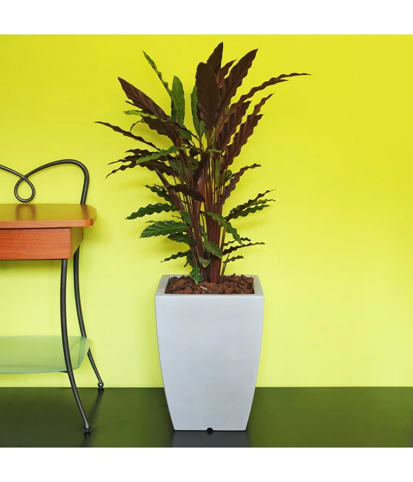 Farmet Kunststoff-Topf-Set Hydrus, Quadratisch, Grau, 2-teilig 4 Farmet Kunststoff-Topf-Set Hydrus, Quadratisch, Grau, 2-teilig – Bild 2