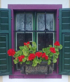 Roto Kunststoff-Pflanzkasten Planika, Rechteckig, Dunkelgrau, Ca. B49,5/H18,5/T20,5 Cm 7 Roto Kunststoff-Pflanzkasten Planika, Rechteckig, Dunkelgrau, Ca. B49,5/H18,5/T20,5 Cm -Geschäft Für Pflanzensamenbedarf 4145769 WE MO 002 RotoKastenPlanika