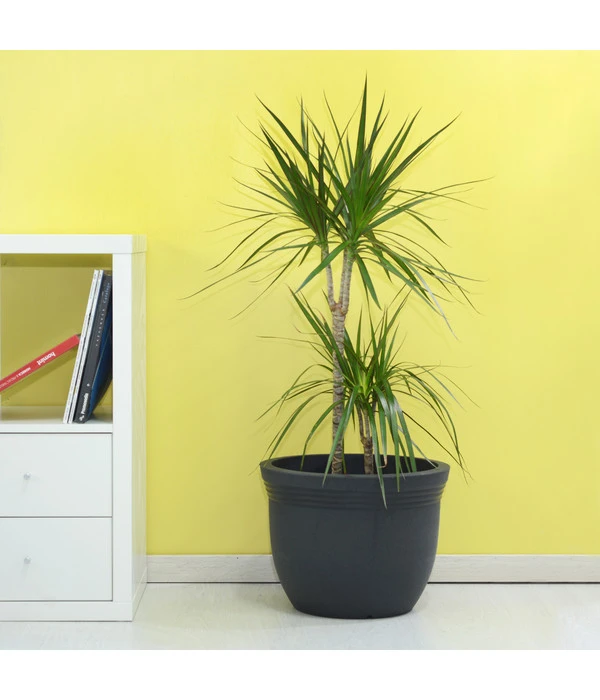 Farmet Kunststoff-Pflanzkübel Eos, Ca. ø 40/H29 Cm, Dunkelanthrazit 4 Farmet Kunststoff-Pflanzkübel Eos, Ca. ø 40/H29 Cm, Dunkelanthrazit – Bild 2