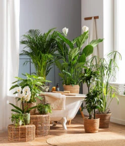 Drachenbaum - Dracaena Deremensis 'Dorado' 7 Drachenbaum - Dracaena Deremensis 'Dorado' -Geschäft Für Pflanzensamenbedarf 4440343 4439022 4438990 WE MO 002 IgmarBraun