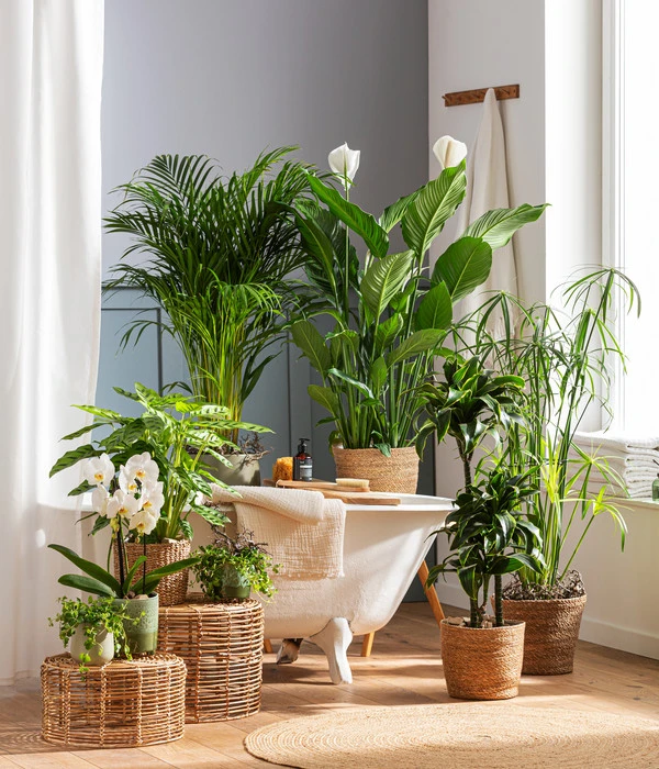 Drachenbaum - Dracaena Deremensis 'Dorado' 4 Drachenbaum - Dracaena Deremensis 'Dorado' – Bild 2