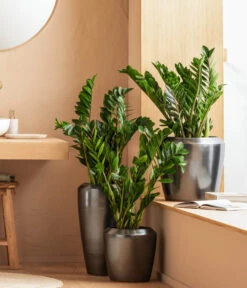 Dehner Keramik-Vase Lissabon Mit LECHUZA® Bewässerungssystem, Konisch 10 Dehner Keramik-Vase Lissabon Mit LECHUZA® Bewässerungssystem, Konisch -Geschäft Für Pflanzensamenbedarf 4448833 WE MO 001 LissbonKeramik Content