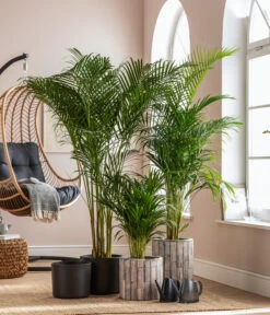 Emsa Gießkanne FUCHSIA Opak, 1,5 L -Geschäft Für Pflanzensamenbedarf 5172036 5172044 4099792 1624428 WE MO 002 TopfLuna Nele