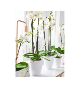 Dehner Keramik-Übertopf Stone, Konisch, Weiß, Ca. Ø14 Cm -Geschäft Für Pflanzensamenbedarf 5266416 5163936 5356142 PR MO 001 KeramikOrchideentopfWeiss