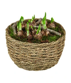 Narzissen 'Tête à Tête' In Seil-Korb, Ca. Ø26/H20 Cm