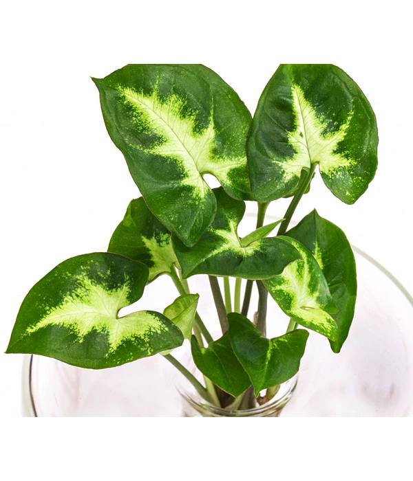 Waterplant Purpurtute Im Glas - Syngonium Podophyllum 'Arrow', Ca. 30 Cm 4 Waterplant Purpurtute Im Glas - Syngonium Podophyllum 'Arrow', Ca. 30 Cm – Bild 2