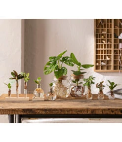 Bestseller -Geschäft Für Pflanzensamenbedarf 6125066 WE MO 001 WaterPlants