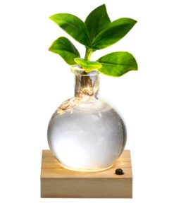 Bestseller 3 Waterplant Balsamapfel Im Kugelglas - Clusia Rosea 'Princess', Mit LED