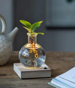 Bestseller -Geschäft Für Pflanzensamenbedarf 6125074 WE MO 001 WaterPlantClusiaLED