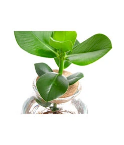 Waterplant Balsamapfel Im Kugelglas - Clusia Rosea 'Princess', Ca. 30 Cm 8 Waterplant Balsamapfel Im Kugelglas - Clusia Rosea 'Princess', Ca. 30 Cm -Geschäft Für Pflanzensamenbedarf 6125082 WE DE 001 WaterPlantsClusia12cm