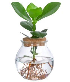 Bestseller 9 Waterplant Balsamapfel Im Kugelglas - Clusia Rosea 'Princess', Ca. 30 Cm