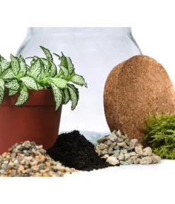 Flaschengarten DIY-Set Fittonia, 6-teilig, Ca. Ø15/H18 Cm -Geschäft Für Pflanzensamenbedarf 6188510 WE DE 001 FlaschengartenKlein