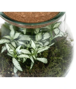 Flaschengarten DIY-Set Fittonia, 6-teilig, Ca. Ø15/H18 Cm -Geschäft Für Pflanzensamenbedarf 6188510 WE DE 002 FlaschengartenKlein