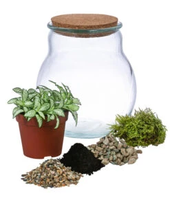 Flaschengarten DIY-Set Fittonia, 6-teilig, Ca. Ø15/H18 Cm -Geschäft Für Pflanzensamenbedarf 6188510 WE FS 001 FlaschengartenKlein