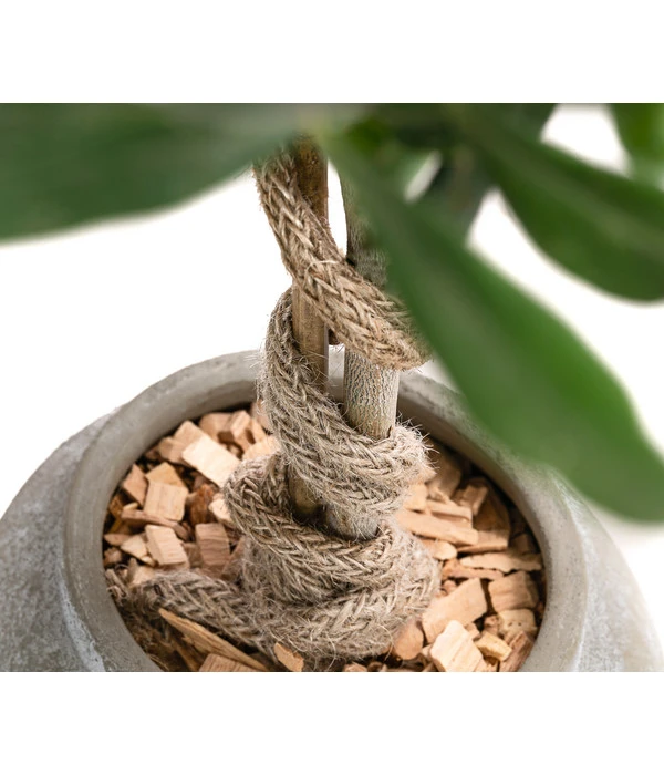 Olive, Stamm, In Keramik, Ca. Ø17/H90 Cm 6 Olive, Stamm, In Keramik, Ca. Ø17/H90 Cm – Bild 4