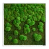 StyleGREEN Bild Aus Wald- Und Kugelmoos Im Verlauf, Ca. B80/H80/T7 Cm -Geschäft Für Pflanzensamenbedarf 6429807 WE FS 001 Wald KugelmoosbildVerlauf80x80cm