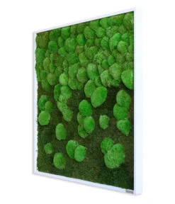 Geschäft Für Pflanzensamenbedarf -Geschäft Für Pflanzensamenbedarf 6429807 WE FS 002 Wald KugelmoosbildVerlauf80x80cm