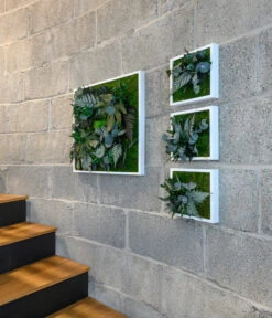 StyleGREEN Bild Aus Wald- Und Kugelmoos, Quadratisch, Ca. B55/H55/T17 Cm -Geschäft Für Pflanzensamenbedarf 6429815 WE MO 001 Pflanzenbild55x55cm