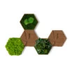 StyleGREEN Bilder-Set Aus Moos Und Kork, Hexagon, 5-teilig 2 StyleGREEN Bilder-Set Aus Moos Und Kork, Hexagon, 5-teilig -Geschäft Für Pflanzensamenbedarf 6429856 WE FS 001 HexagonSet5er
