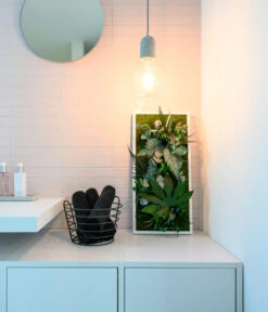 StyleGREEN Bild Im Dschungeldesign, Rechteckig, Ca. B57/H27/T16 Cm 11 StyleGREEN Bild Im Dschungeldesign, Rechteckig, Ca. B57/H27/T16 Cm -Geschäft Für Pflanzensamenbedarf 6429930 WE MO 003 Pflanzenbild57x27cmStylegreen