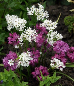 Dehner Blumenzwiebel 5 Monate Blütenpracht, 200 Stk. -Geschäft Für Pflanzensamenbedarf 6617286 WE MO 002 DehnerBlumenzwiebel5MonateBlumenpaket