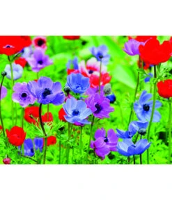 Dehner Blumenzwiebel 5 Monate Blütenpracht, 200 Stk. -Geschäft Für Pflanzensamenbedarf 6617286 WE MO 003 DehnerBlumenzwiebel5MonateBlumenpaket